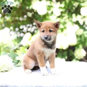 Bella, Shiba Inu Puppy